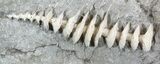 Archimedes Screw Bryozoan Fossil - Illinois #53349-2